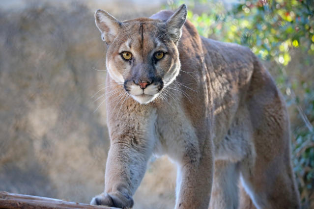 Mountain lion season ends after four cats are bagged