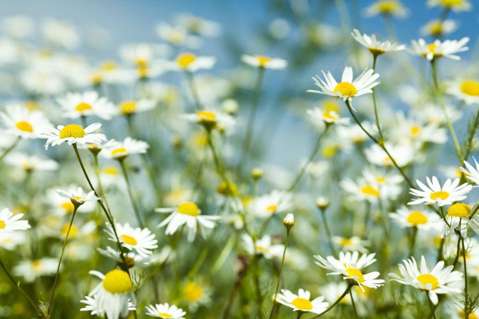 <p>Roman chamomile is a low-growing perennial, while German chamomile is an annual that can become two feet tall. Chamomile likes full sun to part shade and needs well-drained soils. </p><p><strong>How to use:</strong> Both types are used interchangeably. When the flowers begin to open, harvest them and spread out to dry. Chop the dried flowers, add about one tablespoon per cup of hot water, and steep five minutes to make a tea to aid sleep or digestion. Or place the chopped flowers in a small muslin bag with a drawstring to make a tea bag. Bonus: Use this after it cools to soothe red, puffy eyes!</p><p><a class="link " href="https://www.amazon.com/Seed-Needs-Chamomile-German-Non-GMO/dp/B01MTR4XBU/ref=sr_1_4?tag=syn-yahoo-20&ascsubtag=%5Bartid%7C10050.g.29804807%5Bsrc%7Cyahoo-us" rel="nofollow noopener" target="_blank" data-ylk="slk:SHOP CHAMOMILE;elm:context_link;itc:0;sec:content-canvas">SHOP CHAMOMILE</a></p>
