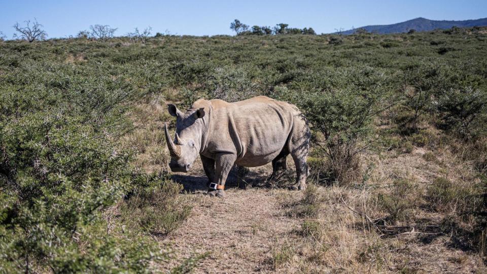 PHOTO: A rhinoceros wakes up after being darted to fit new anti poaching measures at Buffalo Kloof game reserve, April 5, 2023, outside Gqeberha, South Africa.  (Michele Spatari/AFP via Getty Images, FILE)