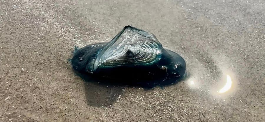 Rarely seen blue dragon sea slug washes up at North Padre Island beach (Photo courtesy: Harte Research Institute for Gulf of Mexico Studies/Jace Tunnell)