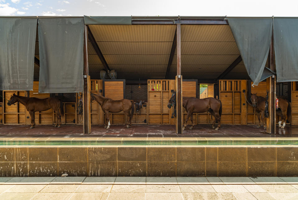 Los caballos del Club Ecuestre y de Polo Mandarina en Riviera Nayarit, México, el 6 de mayo de 2023. (Adrian Wilson/The New York Times).