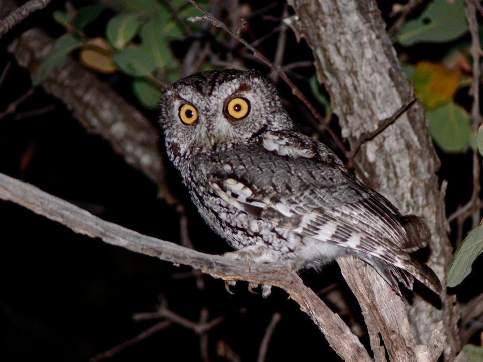 A Whiskered Screech Owl.