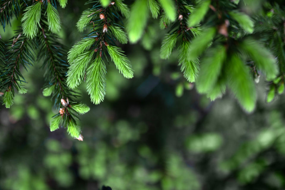 Zart grün und weich wachsen im Frühjahr die Triebe der Fichte. Beste Zeit zum Sammeln: Ende April bis Ende Mai. (Bild: Getty Images)