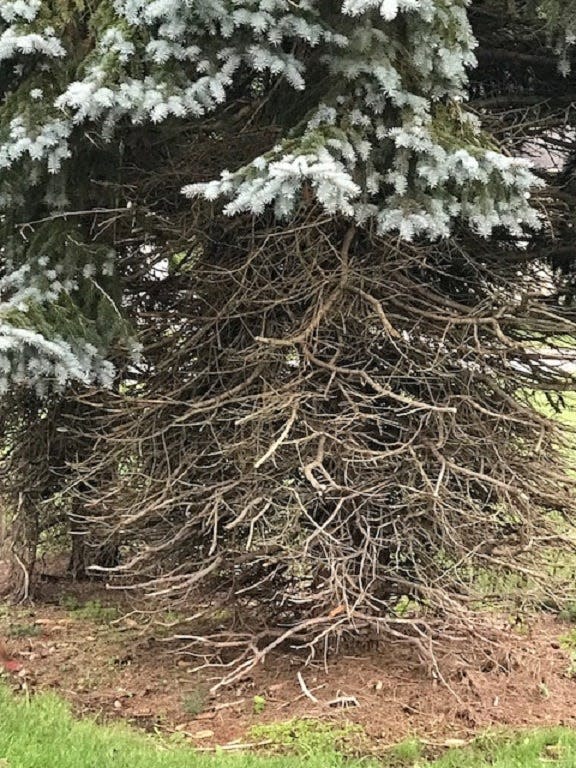Rhizosphaera needle cast disease can cause the lower branches of the Colorado blue spruce to lose needles and die.