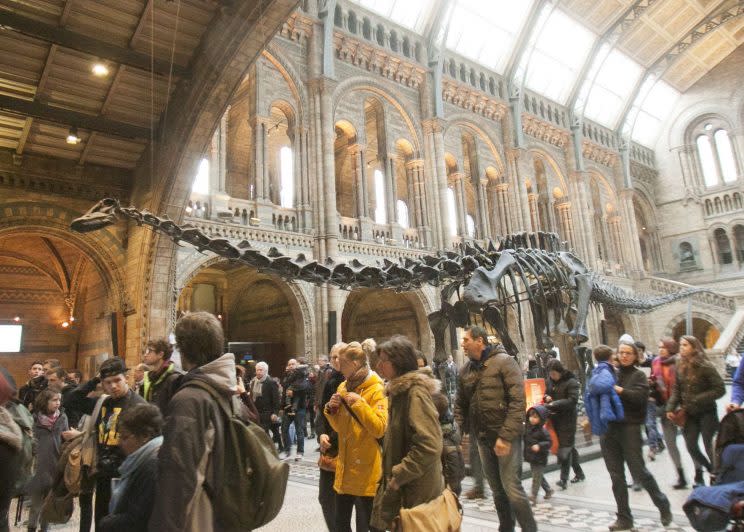 Dippy in his current home at the Natural History Museum [Amer Ghazzal/REX/Shutterstock]