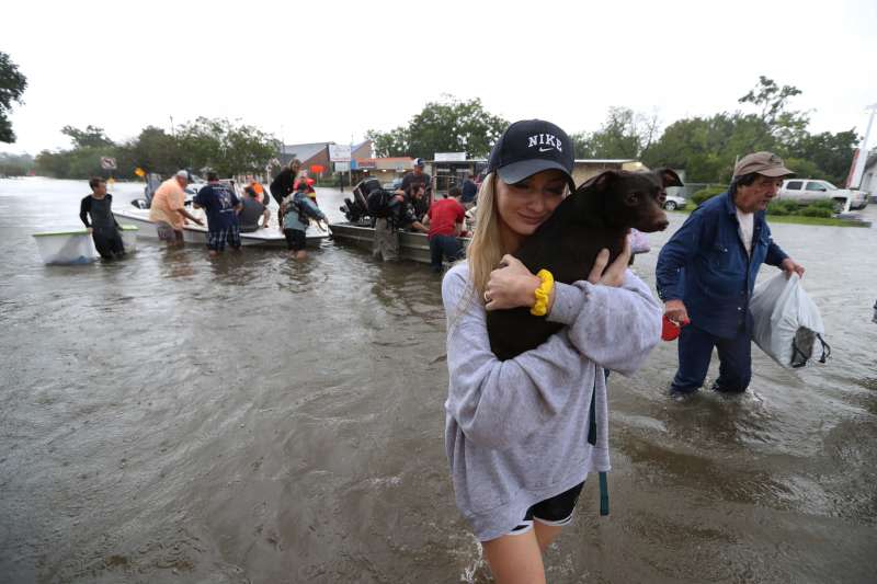 颶風哈維侵襲德州，民眾、救援單位和志工團體不忘搶救寵物。（美聯社）