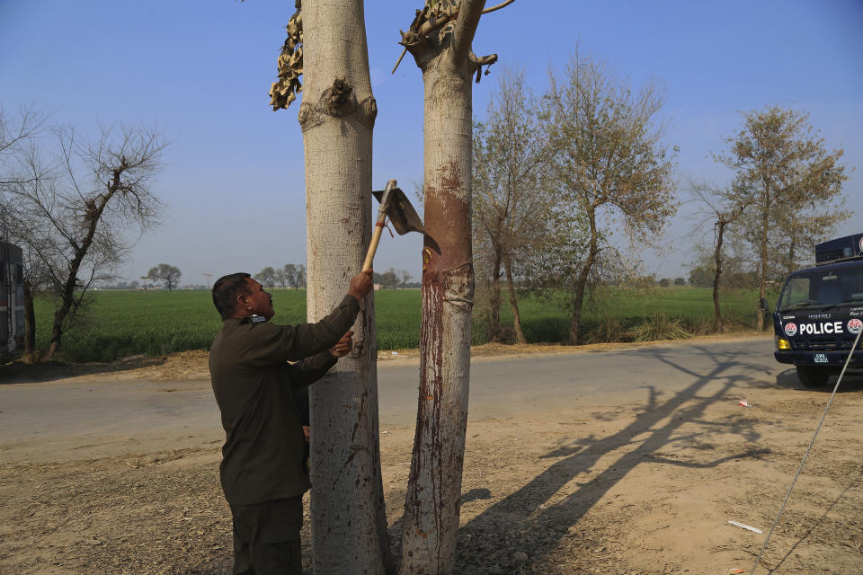 A police officer takes a sample from a blood-stained tree, where an enraged mob hung the body of Mushtaq Ahmed, 41, after they stoned him to death for allegedly desecrating the Quran, in Tulamba, a remote village in the district of Khanewal in eastern Pakistan, Sunday, Feb. 13, 2022. Mob attacks on people accused of blasphemy are common in this conservative Islamic nation where blasphemy is punishable by death. (AP Photo/Asim Tanveer)