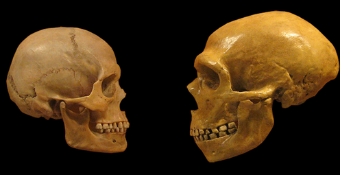 <span class="caption">Would we see Neanderthals (right) as human if they were around today?</span> <span class="attribution"><span>wikipedia</span>, <a class="link " href="http://creativecommons.org/licenses/by-sa/4.0/" rel="nofollow noopener" target="_blank" data-ylk="slk:CC BY-SA;elm:context_link;itc:0;sec:content-canvas">CC BY-SA</a></span>