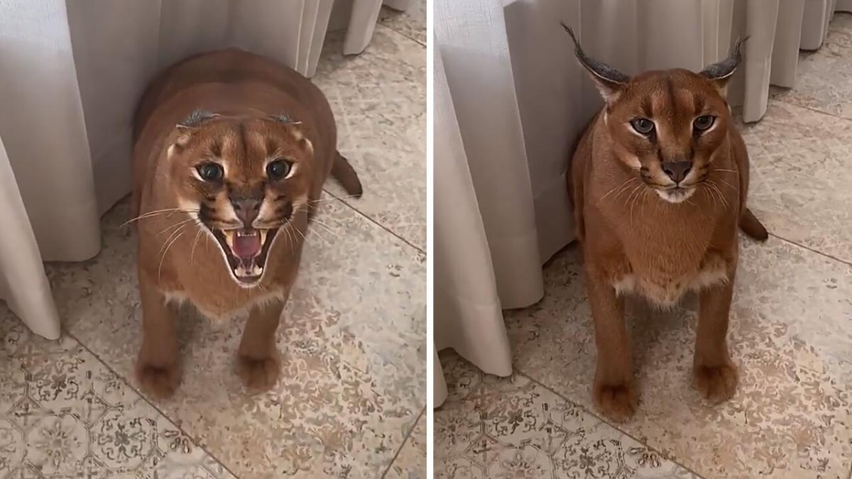 Pumba Caracal is Hungry : Floppa 