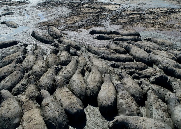 Wegen der anhaltenden Dürre in Botswana droht zahlreichen Nilpferden nach Behördenangaben der Tod. Aufgrund der austrocknenden Flussläufe seien die Tiere in Gefahr, teilte die für den Tierschutz und die Nationalparks zuständige Behörde mit. (Monirul Bhuiyan)