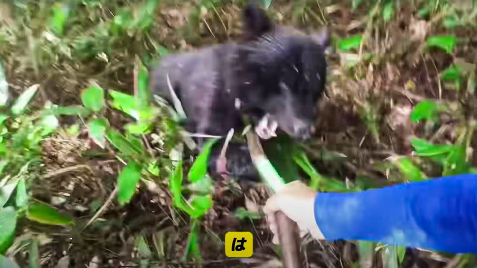 Seishi Sato attacked by a bear while picking mushrooms, in Iwaizumi, Iwate prefecture. - Seishi Sato/YouTube