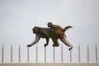 A monkey along with its baby walks on top of a gate at the ruins of the Feroz Shah Kotla mosque in New Delhi in this September 4, 2009 file photo. REUTERS/Parth Sanyal/Files