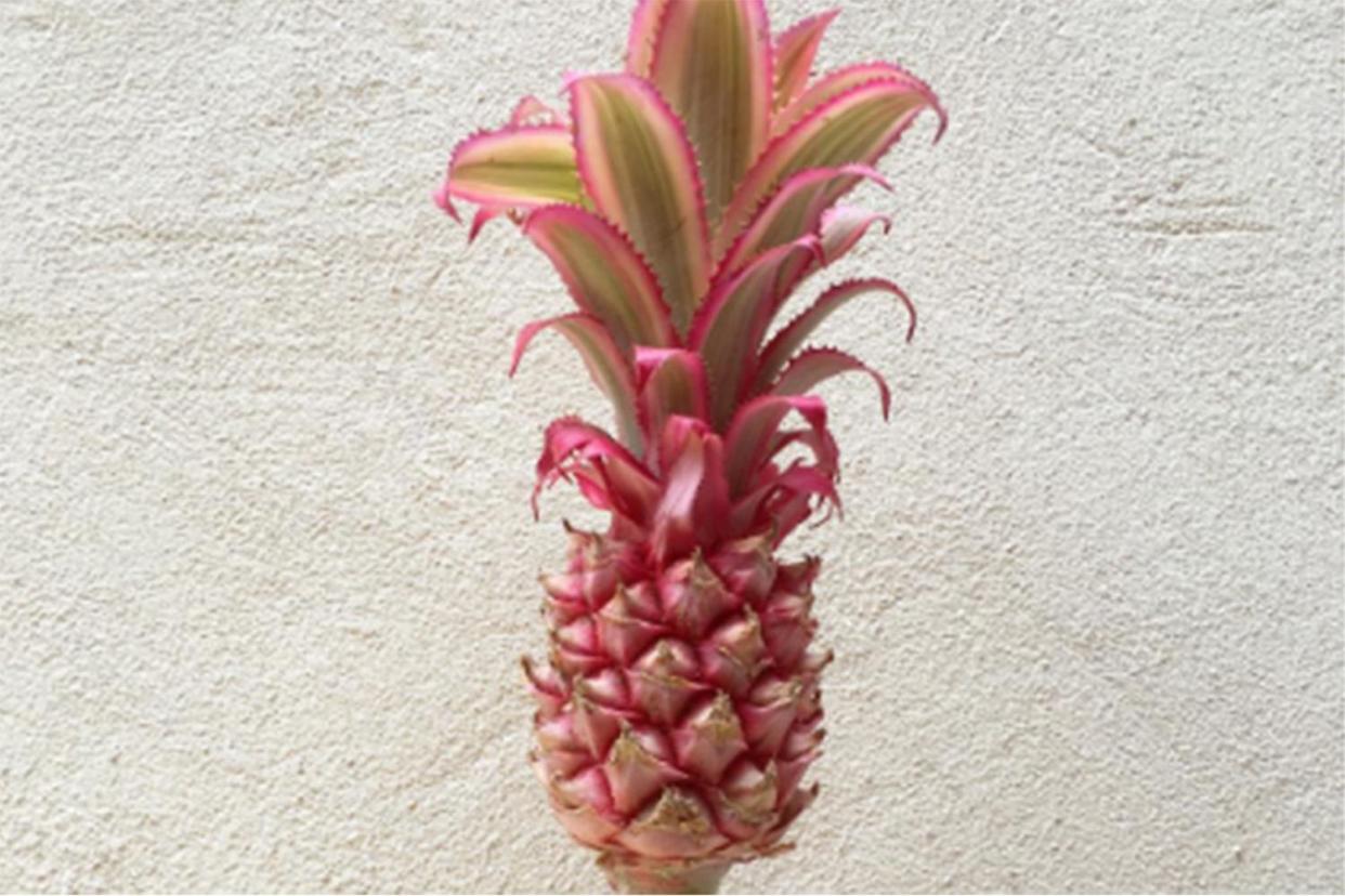 A pink pineapple found on Colombia Road Flower Market: Instagram/@annie_tw