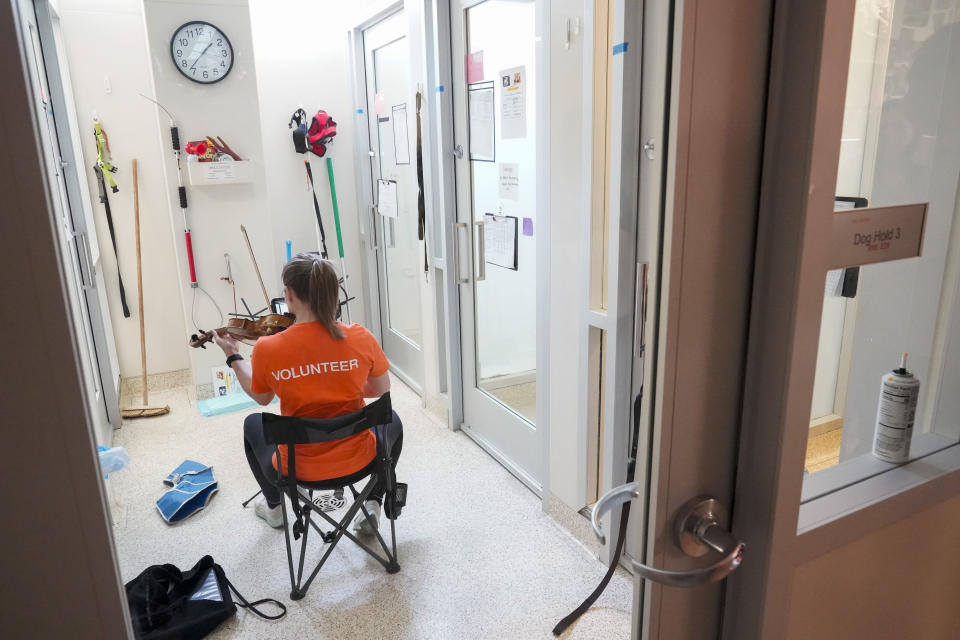 Volunteer Nicolle Eagan plays the violin for dogs who are being cared for at the ASPCA animal recovery center, Friday, April 21, 2023, on the Upper West Side neighborhood of New York. While the Westminster Kennel Club crowns the cream of the canine elite on one of tennis' most storied courts next week, another 19th-century institution across town will be tending to dogs that have had far more troubled lives. New York is home to both the United States' most prestigious dog show and its oldest humane society, the American Society for the Prevention of Cruelty to Animals. Their histories entwine: Some proceeds from the very first Westminster dog show, in 1877, helped the young ASPCA build its first dog and cat shelter years later. (AP Photo/Mary Altaffer)