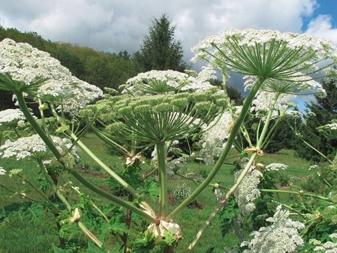 Giant Hogweed, also known as giant cow parsnip, has a clear watery sap that contains dangerous toxins, according to the Ontario environment ministry. Anyone exposed to the sap can get severely burned if those areas are then exposed to sunlight. (Submitted by Ontario Environment and Energy Ministry - image credit)