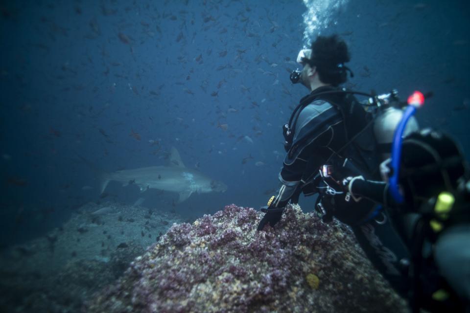 A scuba diver watches a shark close to Darwin Island at Galapagos Marine Reserve August 20, 2013. (REUTERS/Jorge Silva)