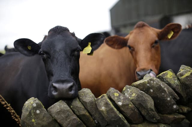 What's wrong with British dairy farmers?