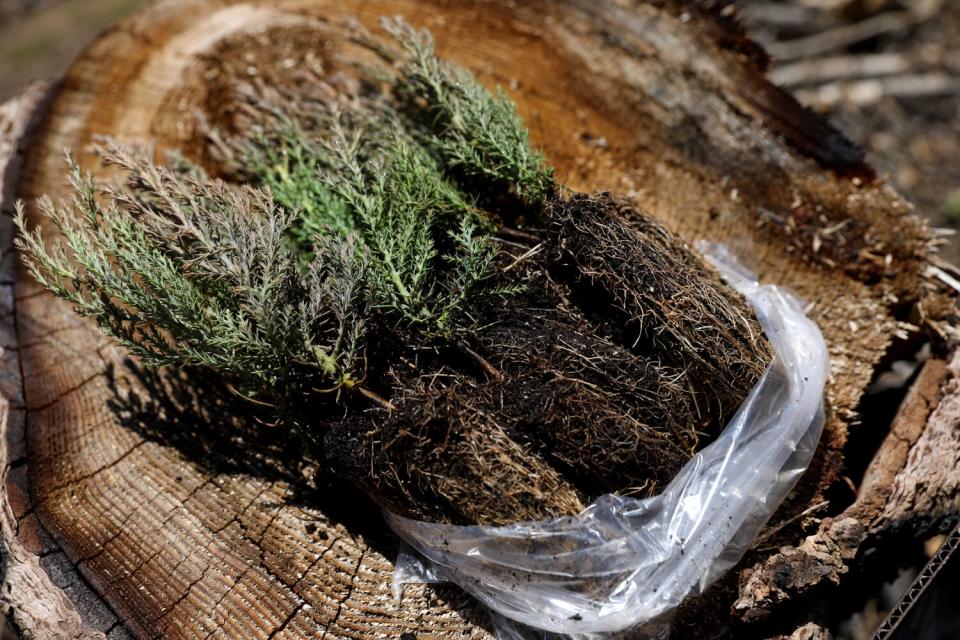 Three giant sequoia seedlings lay on a tree stump.