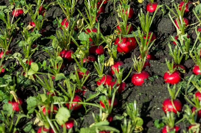 Vegetables in field