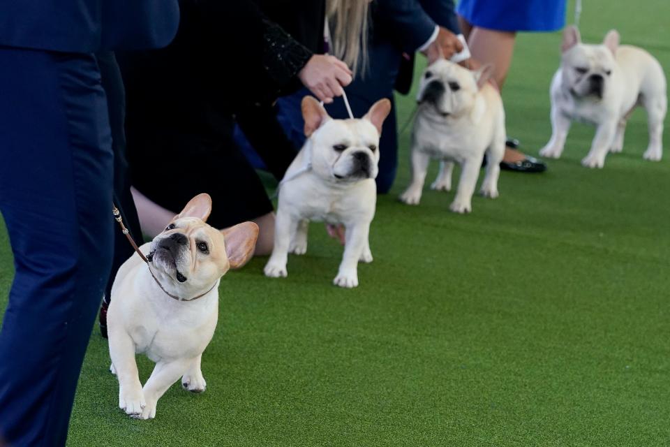 Winston, a French Bulldog, led by his handler and co-owner Perry Payson, perform with other entrants before winning the Best in Breed title during the 147th Westminster Kennel Club Dog show, Monday, May 8, 2023, at the USTA Billie Jean King National Tennis Center in New York.