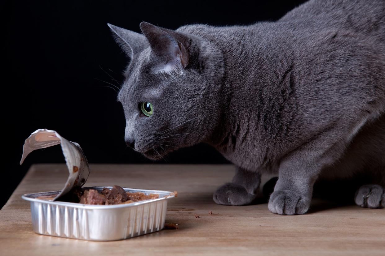 Side-view of a large dark grey cat facing an opened silver container of wet cat food, cat on the right facing towards the left, on a wooden table with a black background