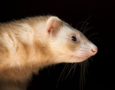 Bailey, a pet ferret owned by Pat Wright, is pictured in Wright's home in La Mesa, California August 17, 2015. REUTERS/Mike Blake