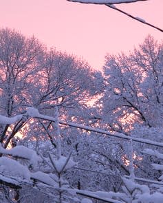 Snow-coated tree branches against sunset sky.