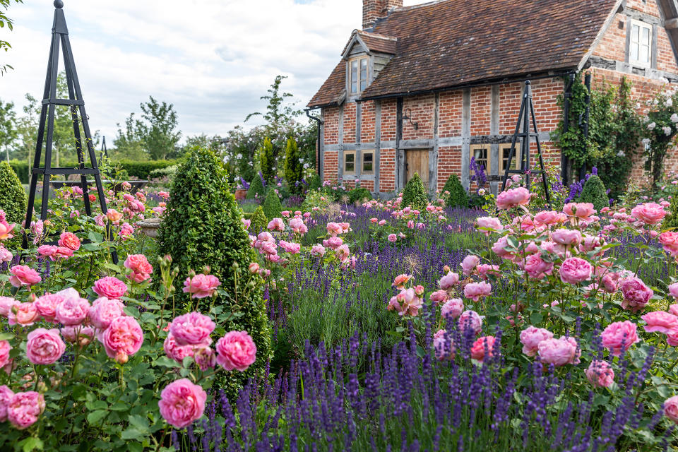 6. Pair roses with lavender for a cottage garden feel