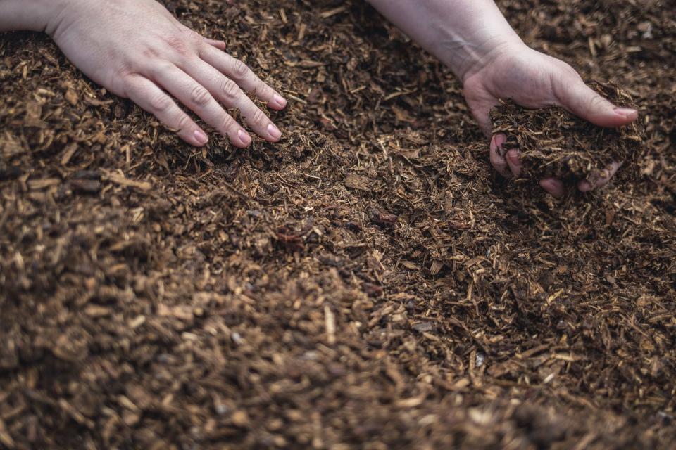 A sample of compost, not created from a human body, that has been through the Recompose composting process.