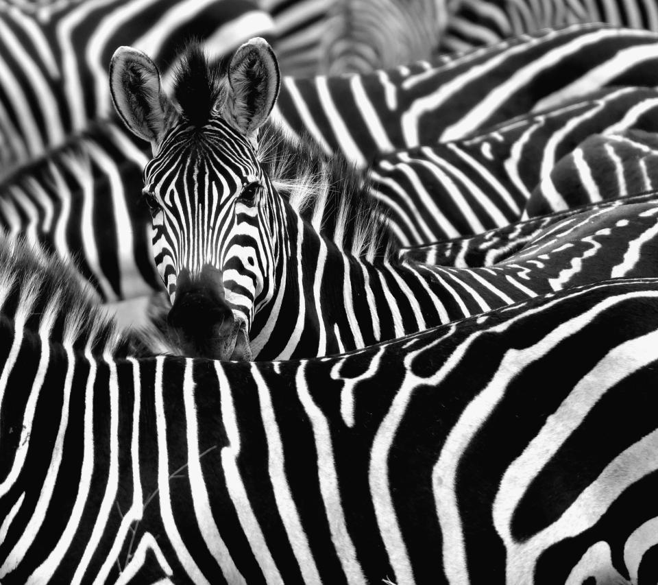 Zebra surrounded with black and white stripes