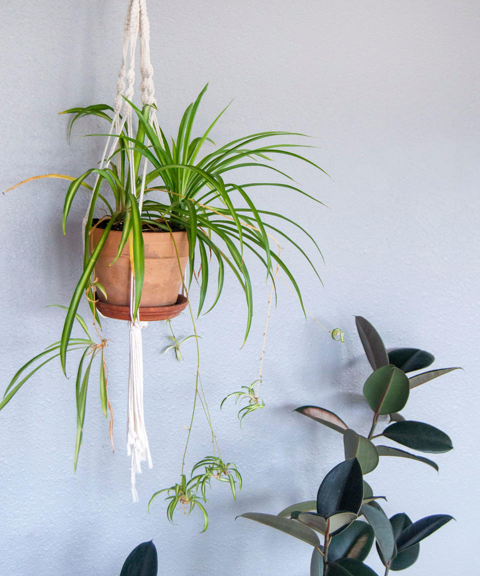 3. Get crafty with DIY macrame plant hangers