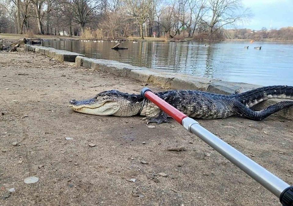 NYC Parks/AFP via Getty 