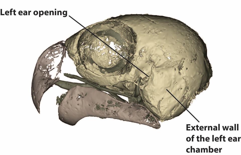 You can see the ears of the night parrot in this digital model created from a CT scan of the night parrot skull.