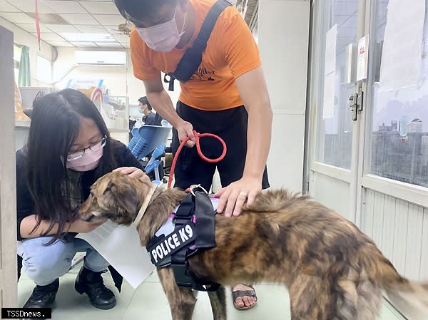 南市動保處呼籲飼主帶寵物外出應帶項圈及牽繩，可避免寵物走失或亂竄發生交通意外。（記者李嘉祥攝）