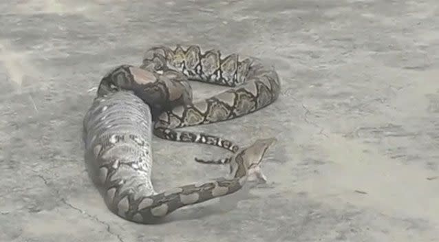 The large python had eaten a wild cat a few days earlier. Source: Newsflare