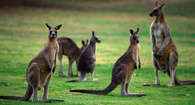 Woman hospitalised after kangaroo attack at Queensland golf course