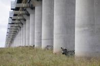 Zebras graze under a bridge of the Standard Gauge Railway (SGR) line, inside the Nairobi National Park