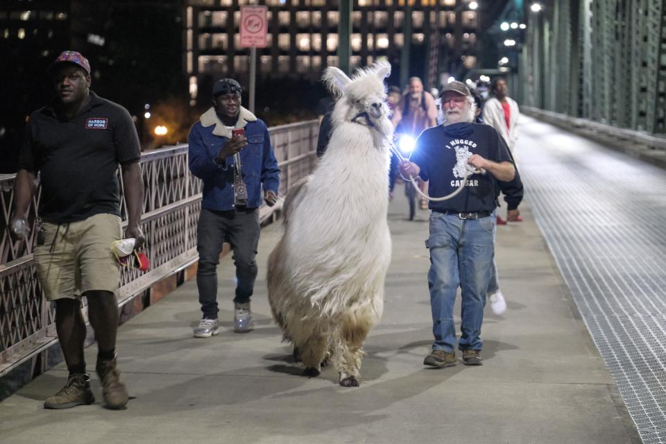 caesar the no drama llama portland protests