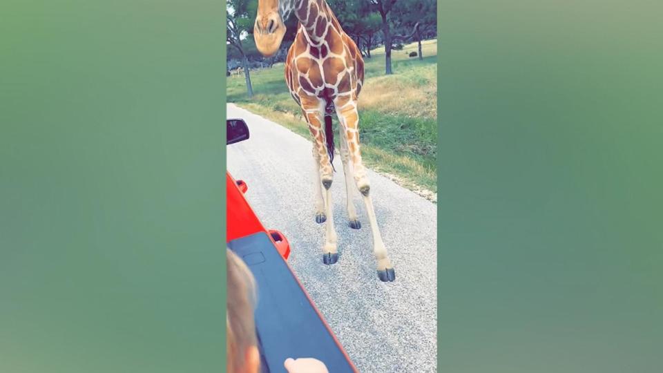 PHOTO: A giraffe picked up a toddler during a family trip to a drive-thru safari at Fossil Rim Wildlife Center, Glen Rose, Texas, on June 1, 2024. (Jason Toten)