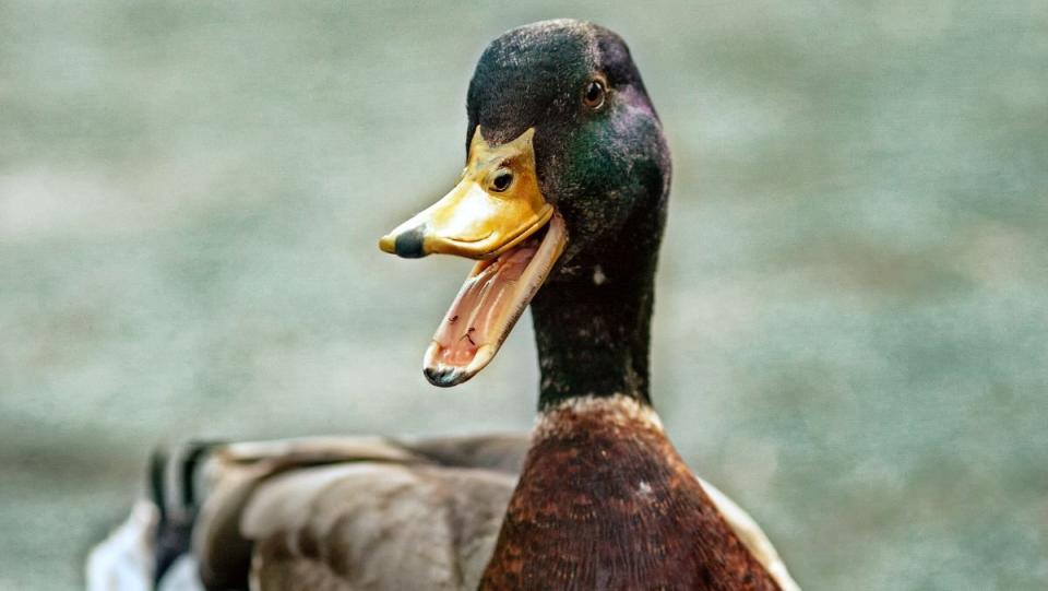 A duck that is happy that autocorrect will update to let you swear