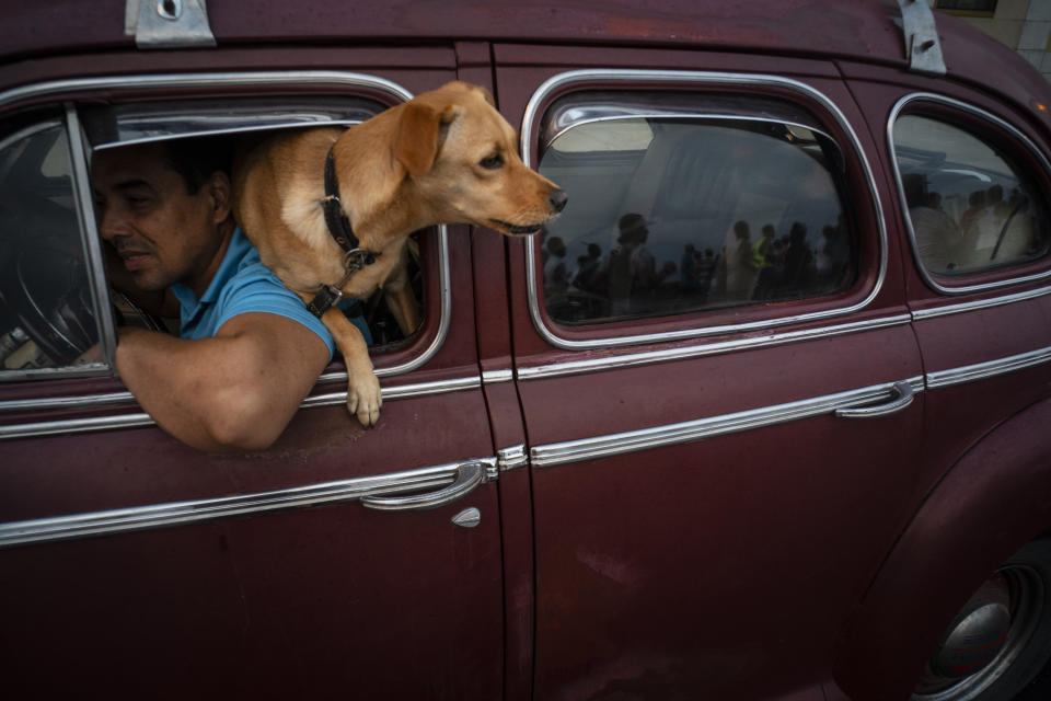 In this Nov. 10, 2019 photo, a dog named "Brujita," or Little Witch, looks out the window of a classic American classic car in Havana, Cuba. The city will celebrate its 500th anniversary on Nov. 16. (AP Photo/Ramon Espinosa)