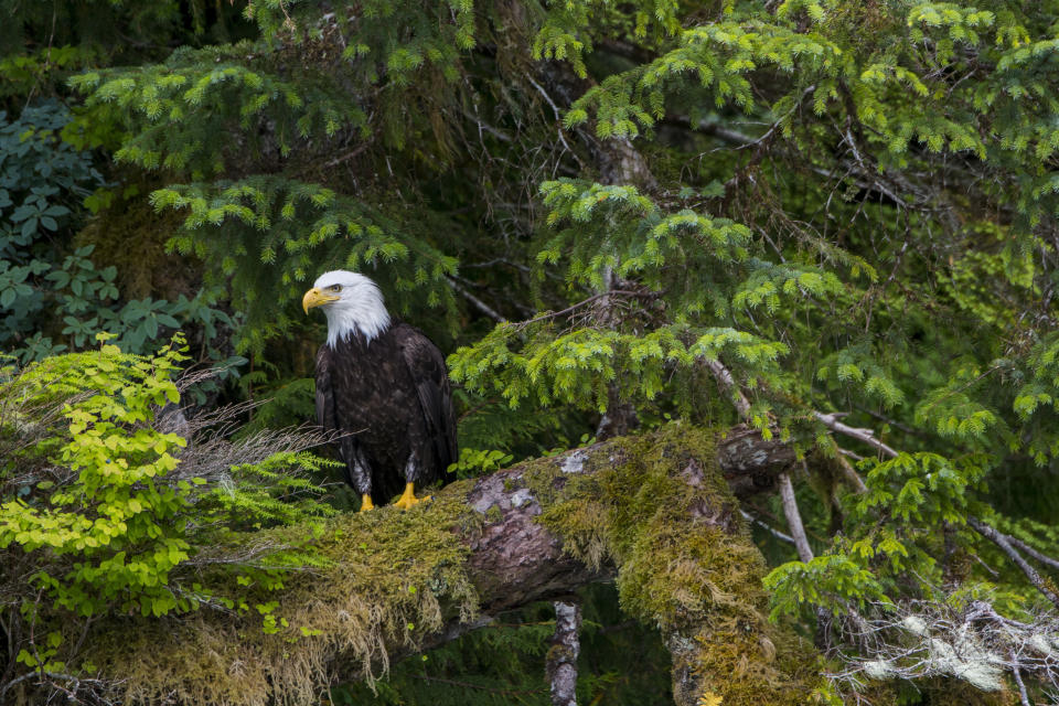 A bald eagle on a moss-covered tree in the forest along the shoreline of Takatz Bay. The forest hosts the largest known concentration of these birds. (Photo: Wolfgang Kaehler/LightRocket via Getty Images)