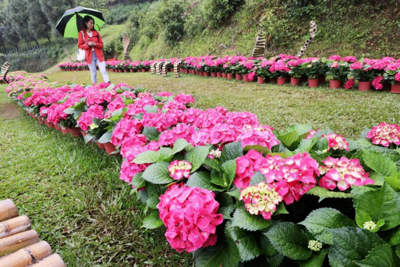 怡德休閒農莊花徑夾道，還可遠眺阿姆坪風光。（圖／趙文彬攝）