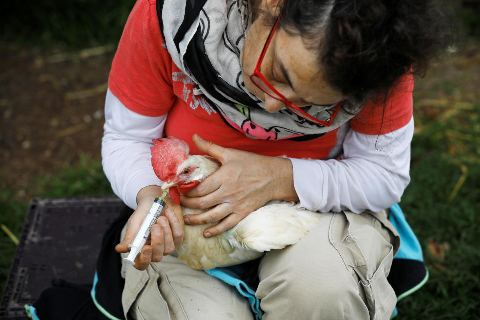 A volunteer treats a chicken at "Freedom Farm", which serves as a refuge for mostly disabled animals in Moshav Olesh, Israel. (Photo: Nir Elias/Reuters)              