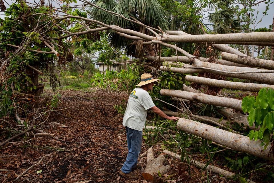 Gary Schneider, owner of Pine Island Tropicals on Bokeelia, gives a tour of his Hurricane Ian-destroyed farm. Most of their trees and gardens were lost in the Category 4 storm.