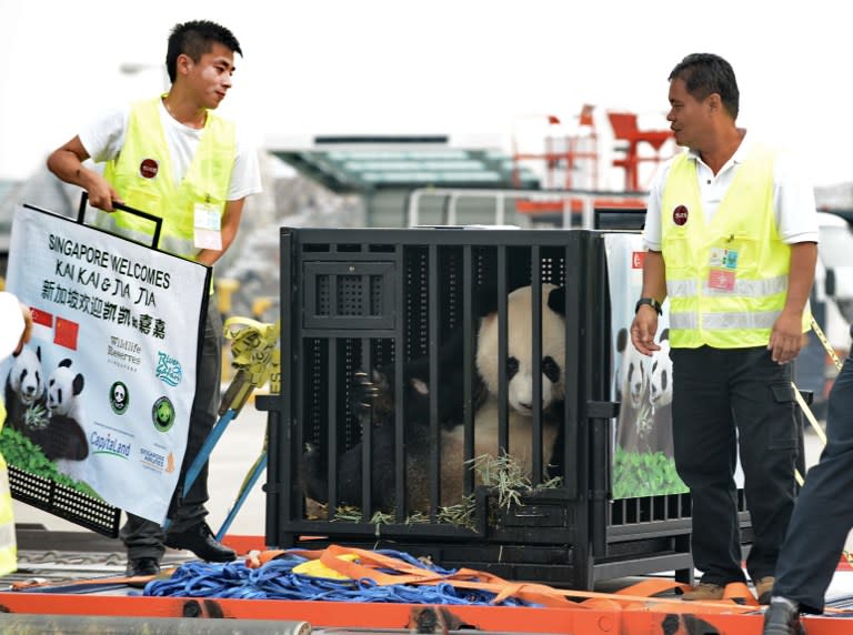 Pandas - Jia Jia and Kai Kai