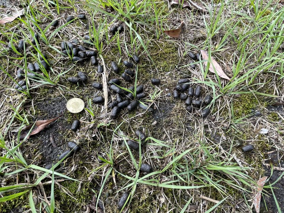 特有生物研究保育中心中海拔試驗站近年監測台灣水鹿，發現其排遺。（圖／特生中心提供）
