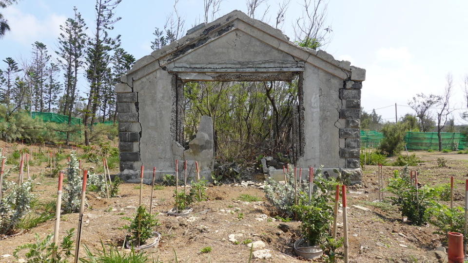 澎湖許多荒地與廢棄建築遭到入侵種銀合歡佔據，前方為慈心與澎湖縣政府以水寶盆樹苗要防止銀合歡擴散。攝影：盧恩