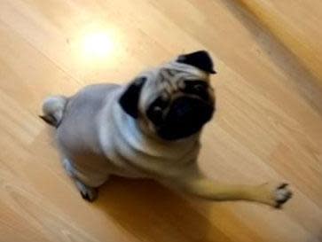 Buddha the pug responds to a command of 'Sieg Heil': Youtube/screengrab