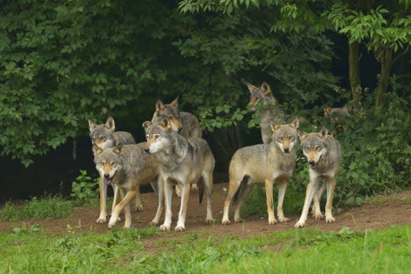 Wolves seen near Paris for first time in 200 years